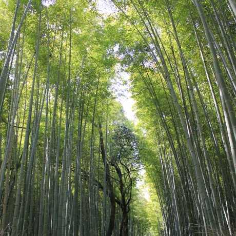 Things to Do in Kyoto
