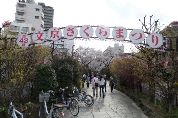 Bunkyo Cherry Blossom Festival