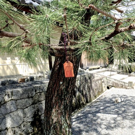 Myoshin-ji Temple &amp; Complex Series