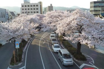 Hitachi City Sakura Matsuri