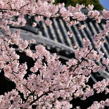 Spring in Japan