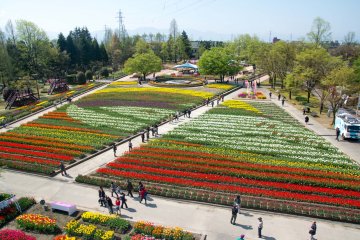 Tonami Tulip Fair
