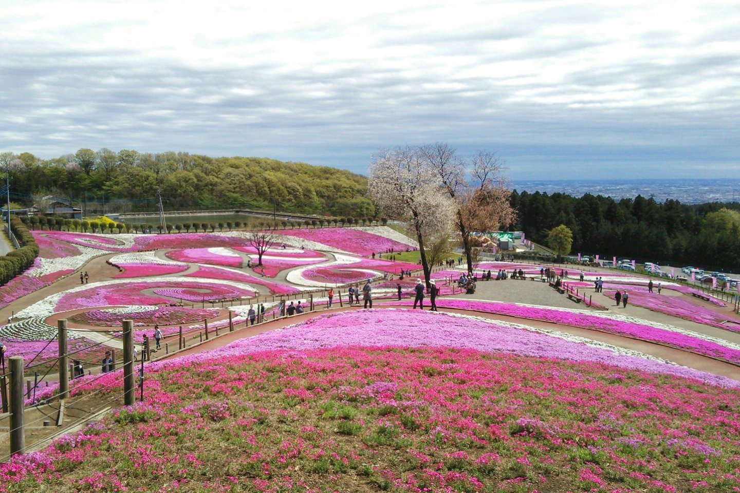 Shibazakura Festival in Misato