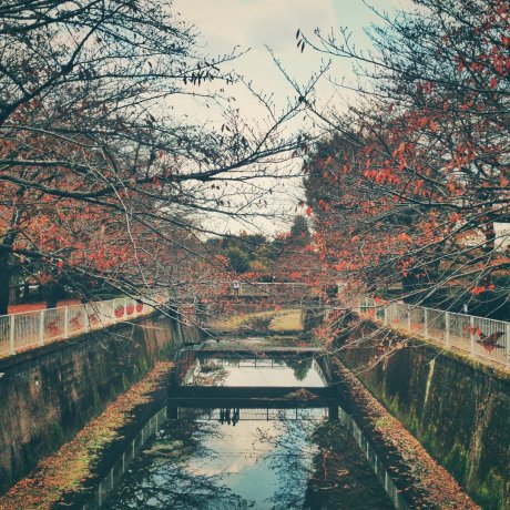 Mitaka