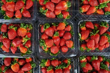 Yokohama Strawberry Festival