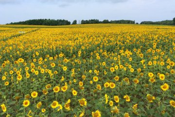 Hokuryu Sunflower Festival