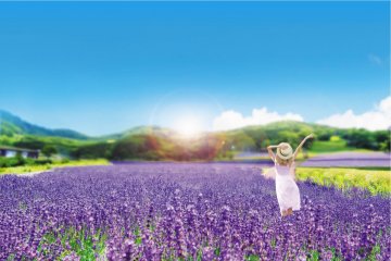 Lavender Season at the Tambara Lavender Park