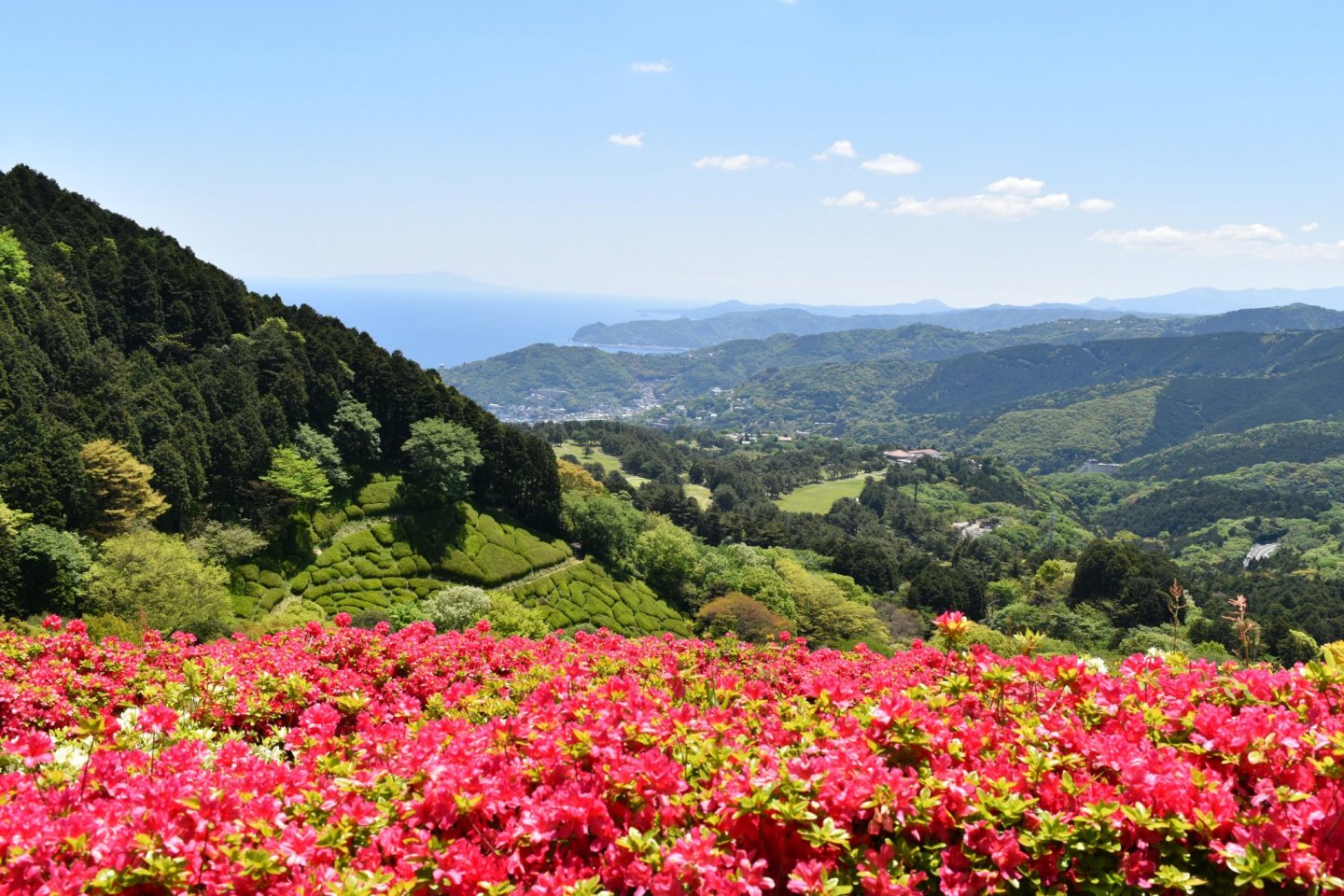 Himenosawa Park Flower Festival