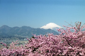 Matsuda Cherry Blossom Festival