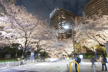 Ark Hills Sakura Festival