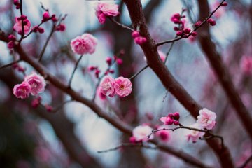 Akima Plum Grove Festival