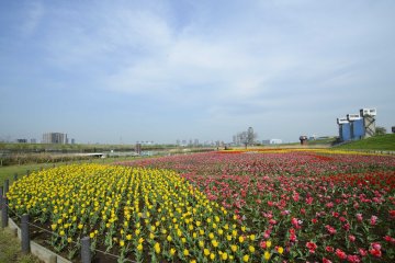 Spring Flower Festival