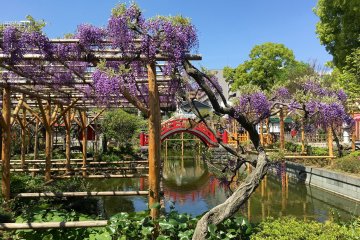 Kameido Tenjin Wisteria Festival