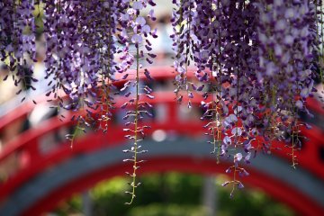 Kameido Tenjin Wisteria Festival