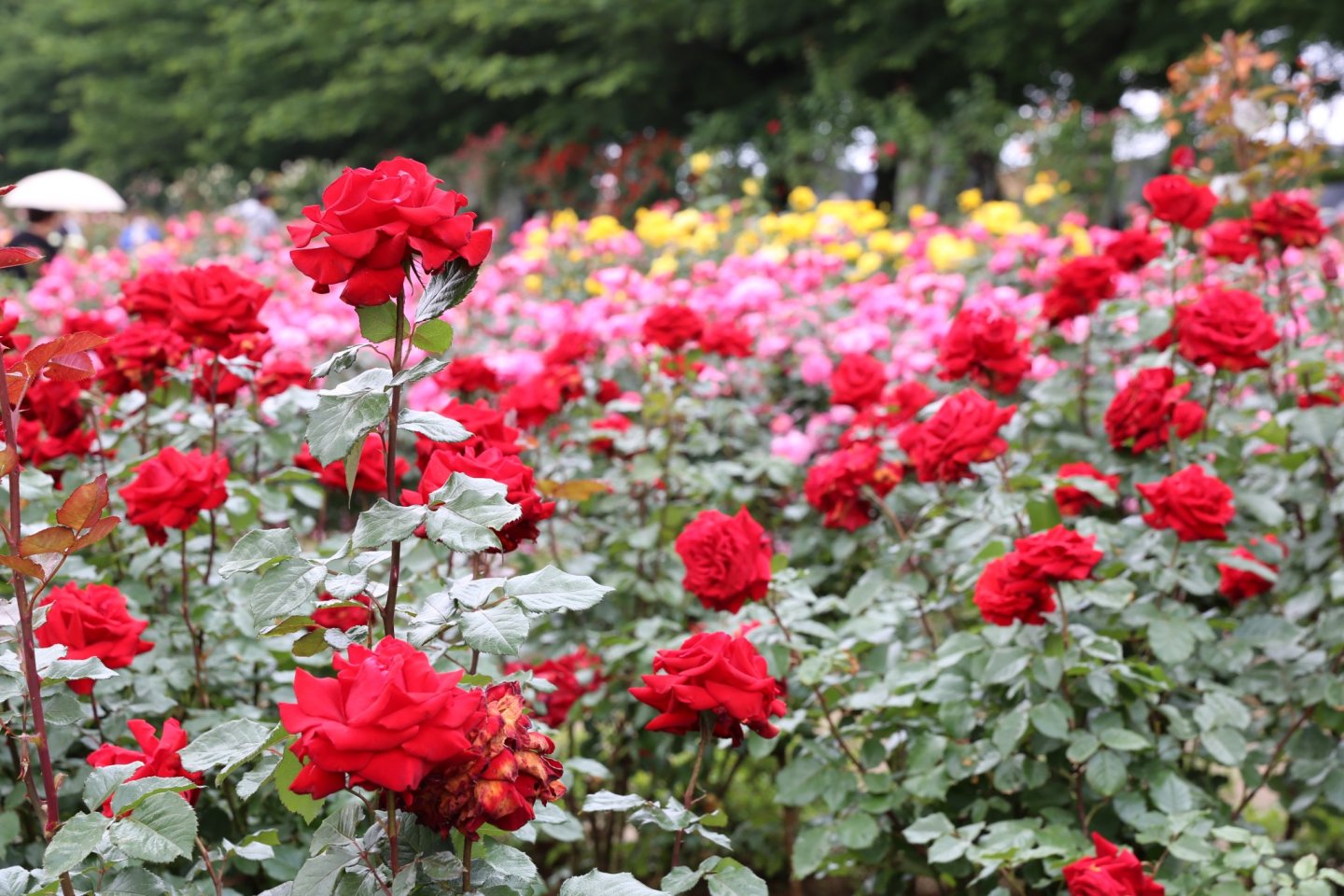 Yono Park Rose Festival