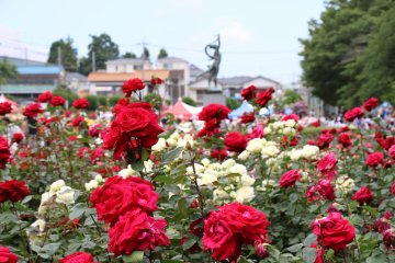 Yono Park Rose Festival