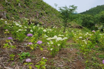 Kahoen Hydrangea Festival