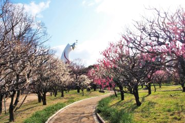 Expo 70 Commemorative Park Plum Festival