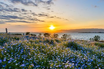 Osaka Maishima Seaside Park Nemophila Festival