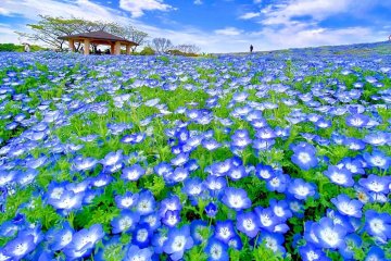 Uminonakamichi Flower Picnic