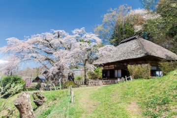 Takamori Kannon-do Sakura Festival