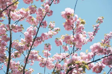 Takayama Spring Festival