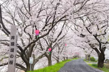 Ibara Cherry Blossom Festival