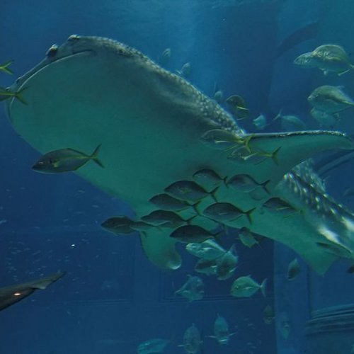 Whale shark