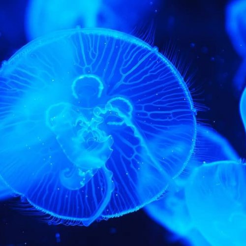 Sunshine Aquarium