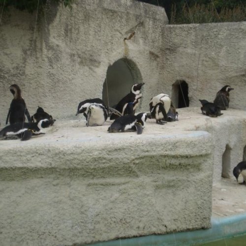 Ueno Zoo